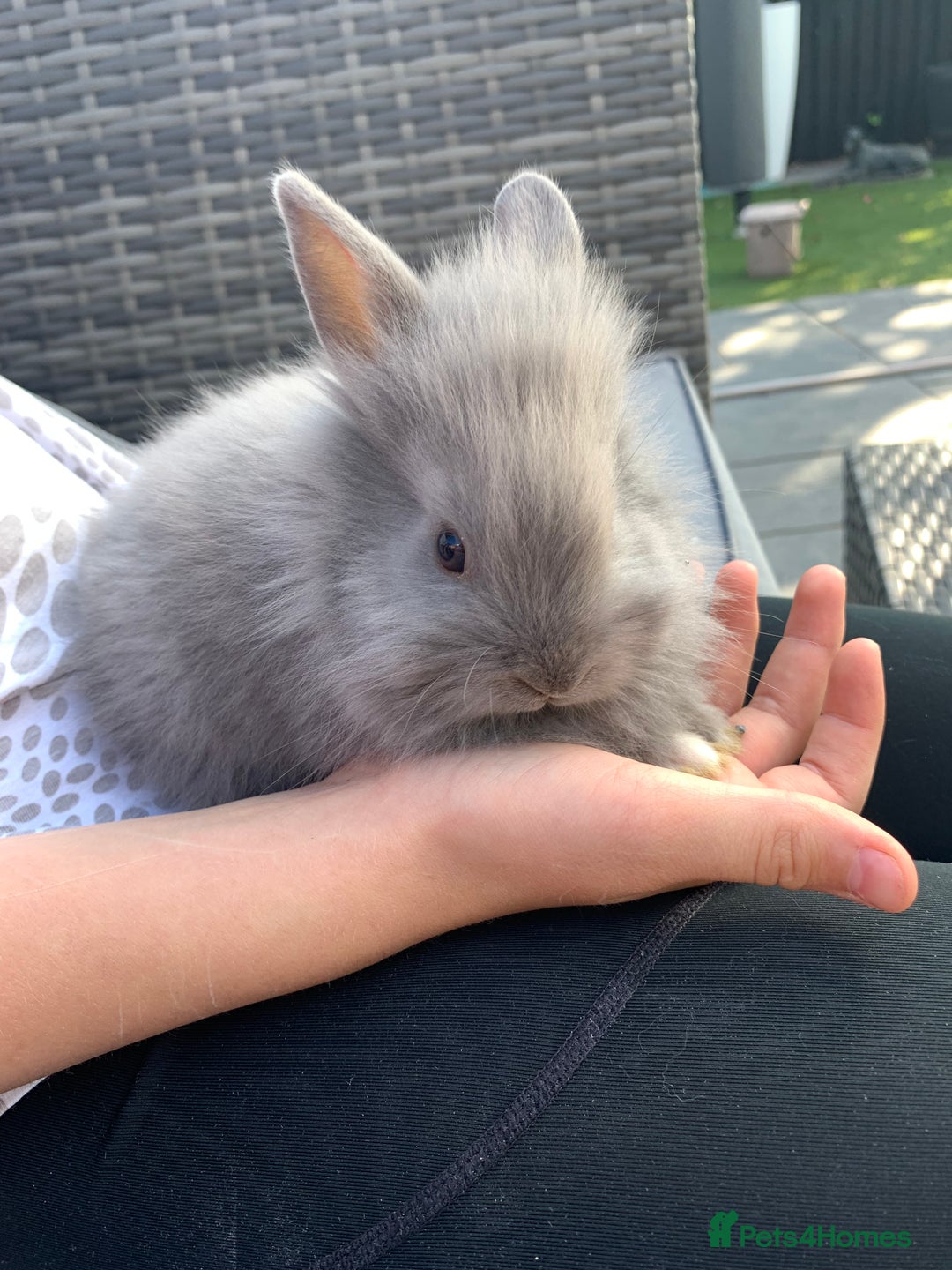 Lionhead rabbits for sale: 7 Beautiful double mane Lionhead Bunnies  - Image 23