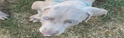 Weimaraner dogs for sale: Ready to go Weimaraner puppies KC registered - Advert 14