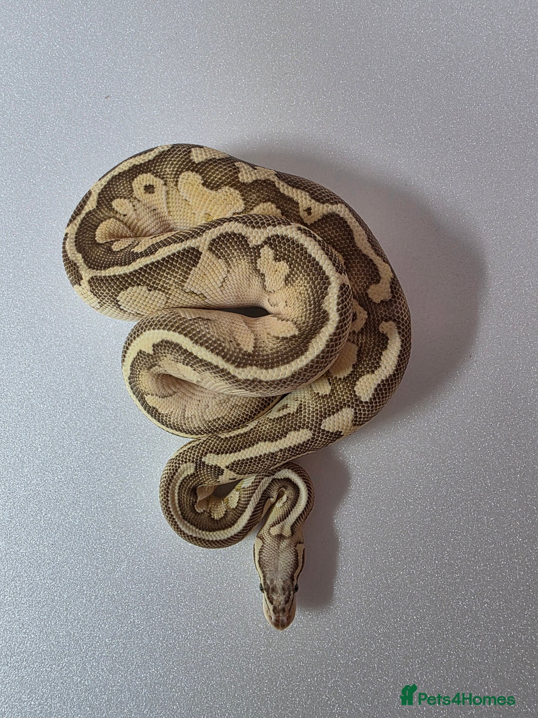 Snake reptiles for sale: Ball pythons  - Advert 18