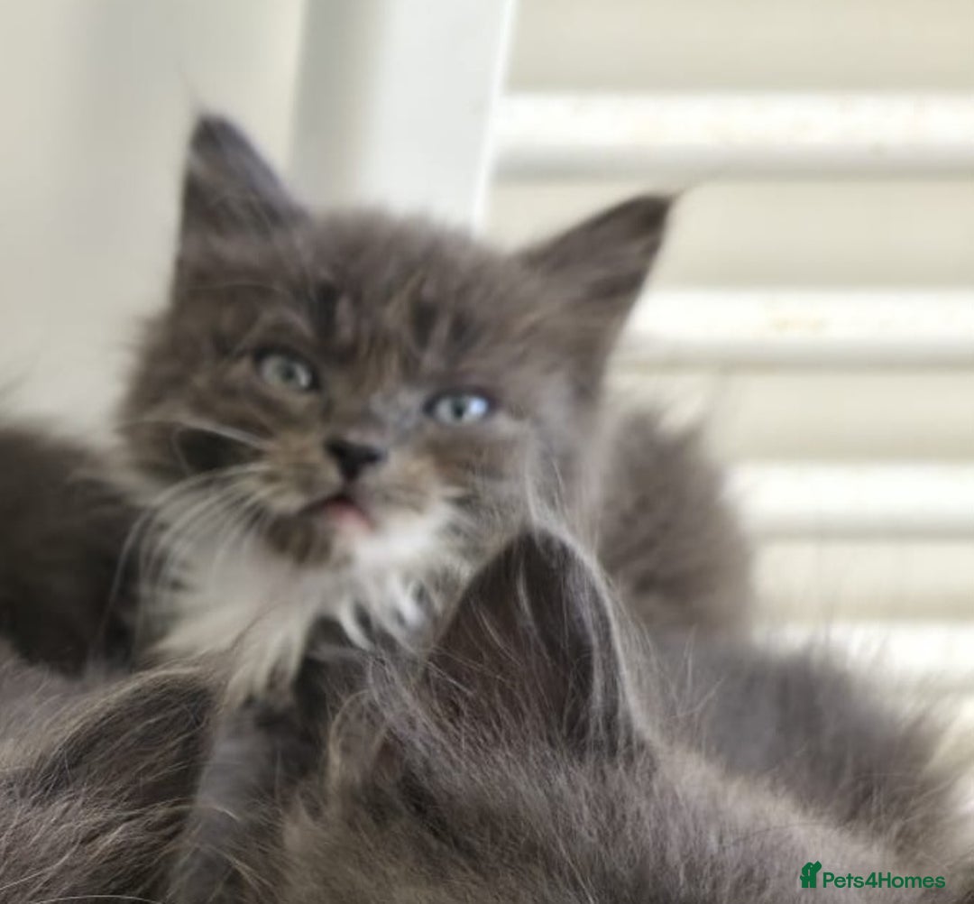 Mixed Breed cats for sale: 5 cute blue and blue&white long-haired kittens - Image 10
