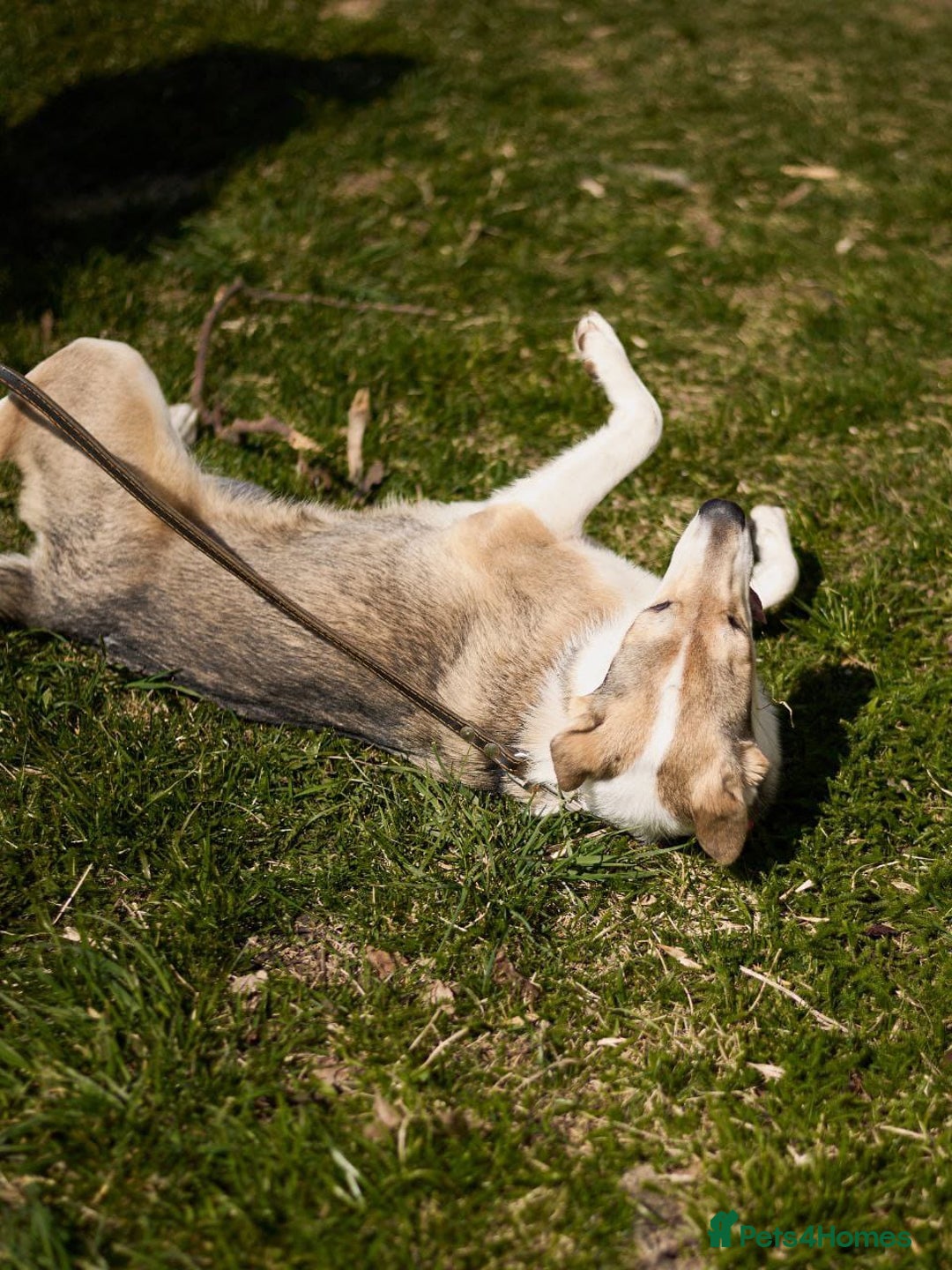 Mixed Breed dogs for adoption: 💖🐶 NINA 🐶💖 - Image 23