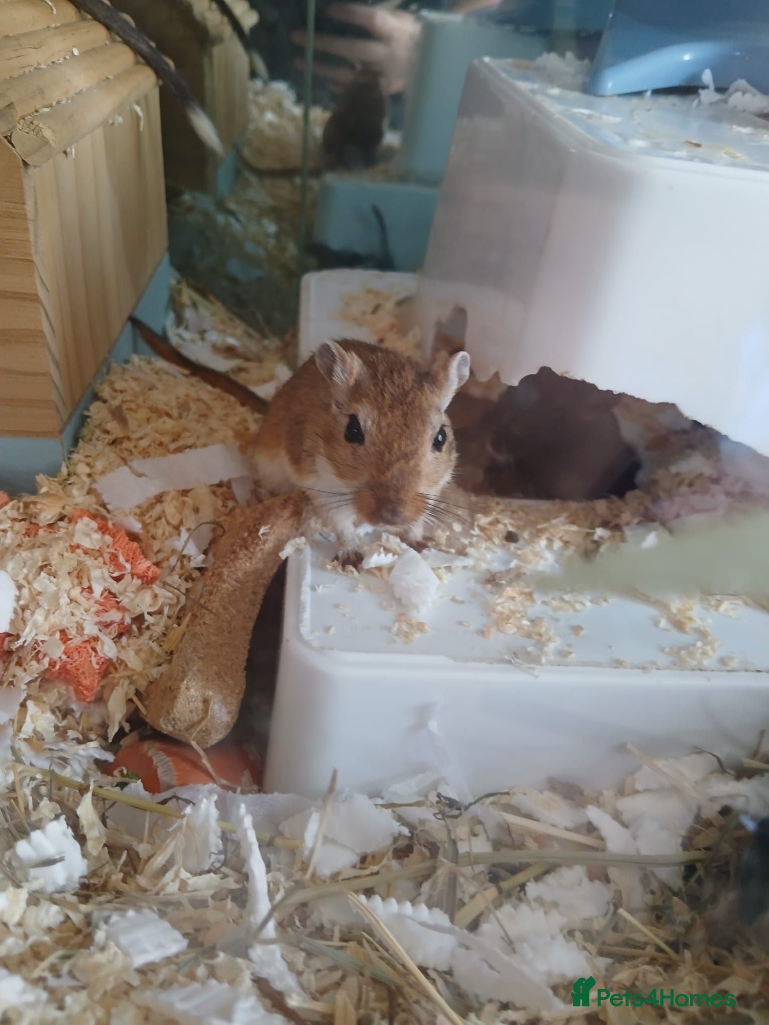 Gerbil rodents URGENT REHOMING NEEDED , 7 girl gerbils. - Advert 12