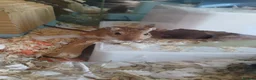 Gerbil rodents for sale: URGENT REHOMING NEEDED , 7 girl gerbils. in London - Advert 1
