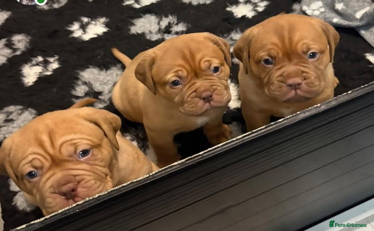 Dogue De Bordeaux dogs READY TO VIEW!! Stunning Dogue De Bordeaux Puppies - Advert 16