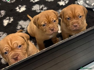 Dogue De Bordeaux dogs READY TO VIEW!! Stunning Dogue De Bordeaux Puppies - Advert 3