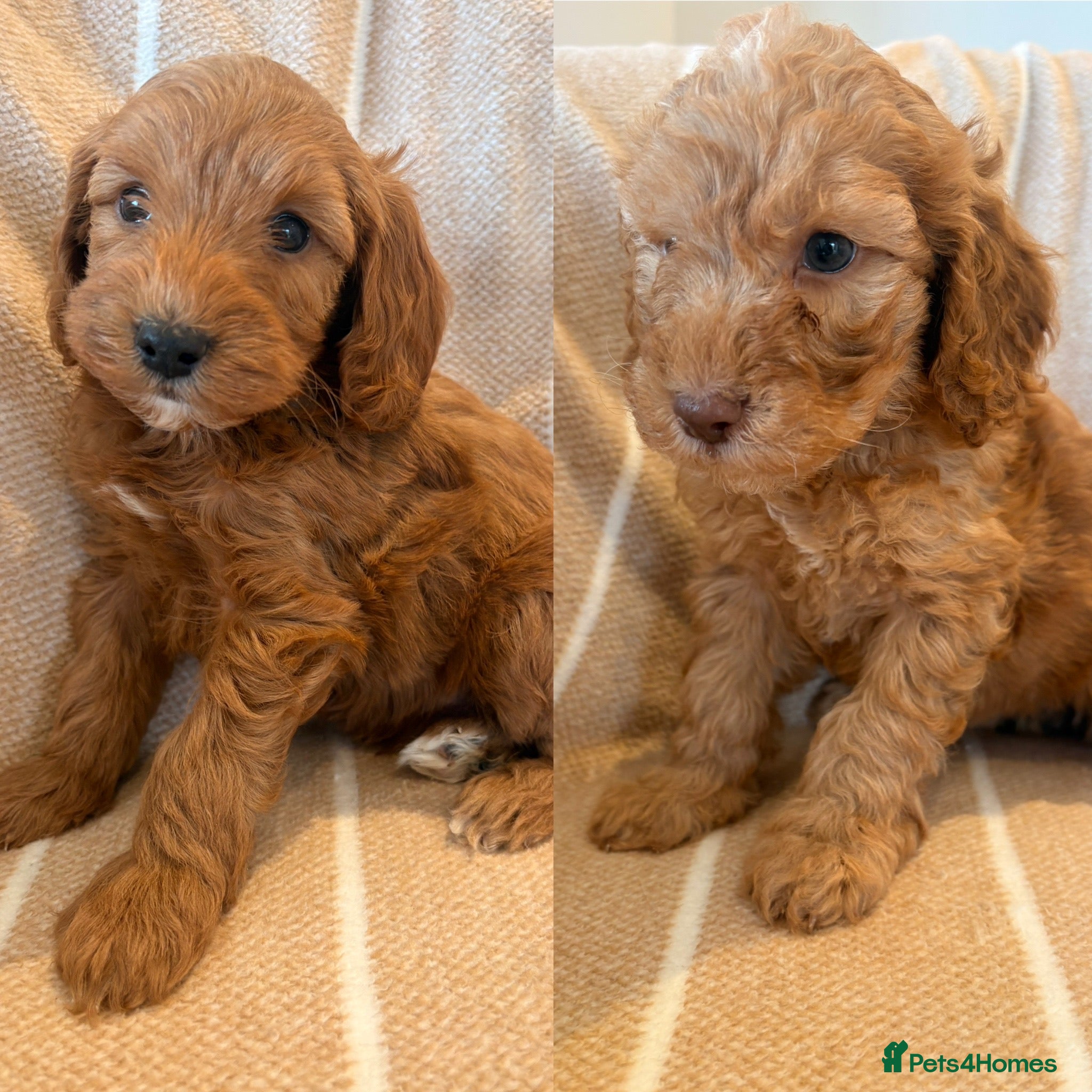 Cockapoo dogs LICENSED BREEDER HEALTH TESTED COCKAPOOS - Advert 1