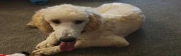 Standard Poodle dogs for sale: Loving Gentle Giant Needing a New Forever Home - Advert 3