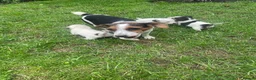 Jack Russell dogs for sale: Miniature Jack Russell puppies - Advert 8