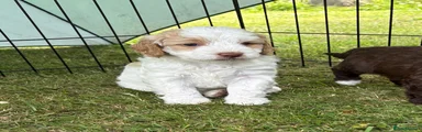 Cockapoo 6