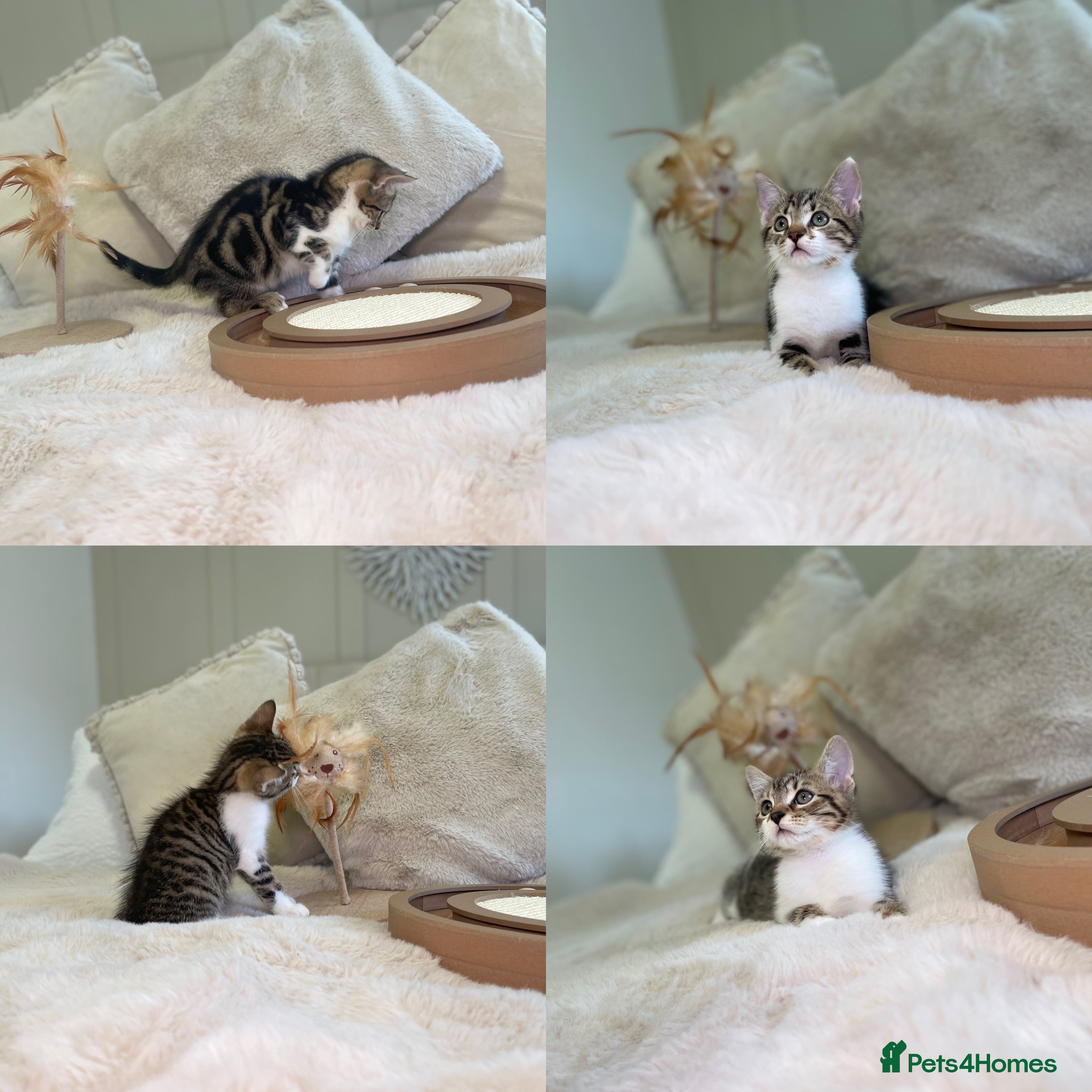 Mixed Breed cats Beautiful kittens 8 weeks old ready now  - Advert 1