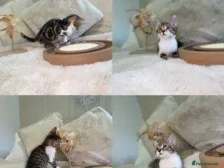 Mixed Breed cats Beautiful kittens 8 weeks old ready now - Advert 12