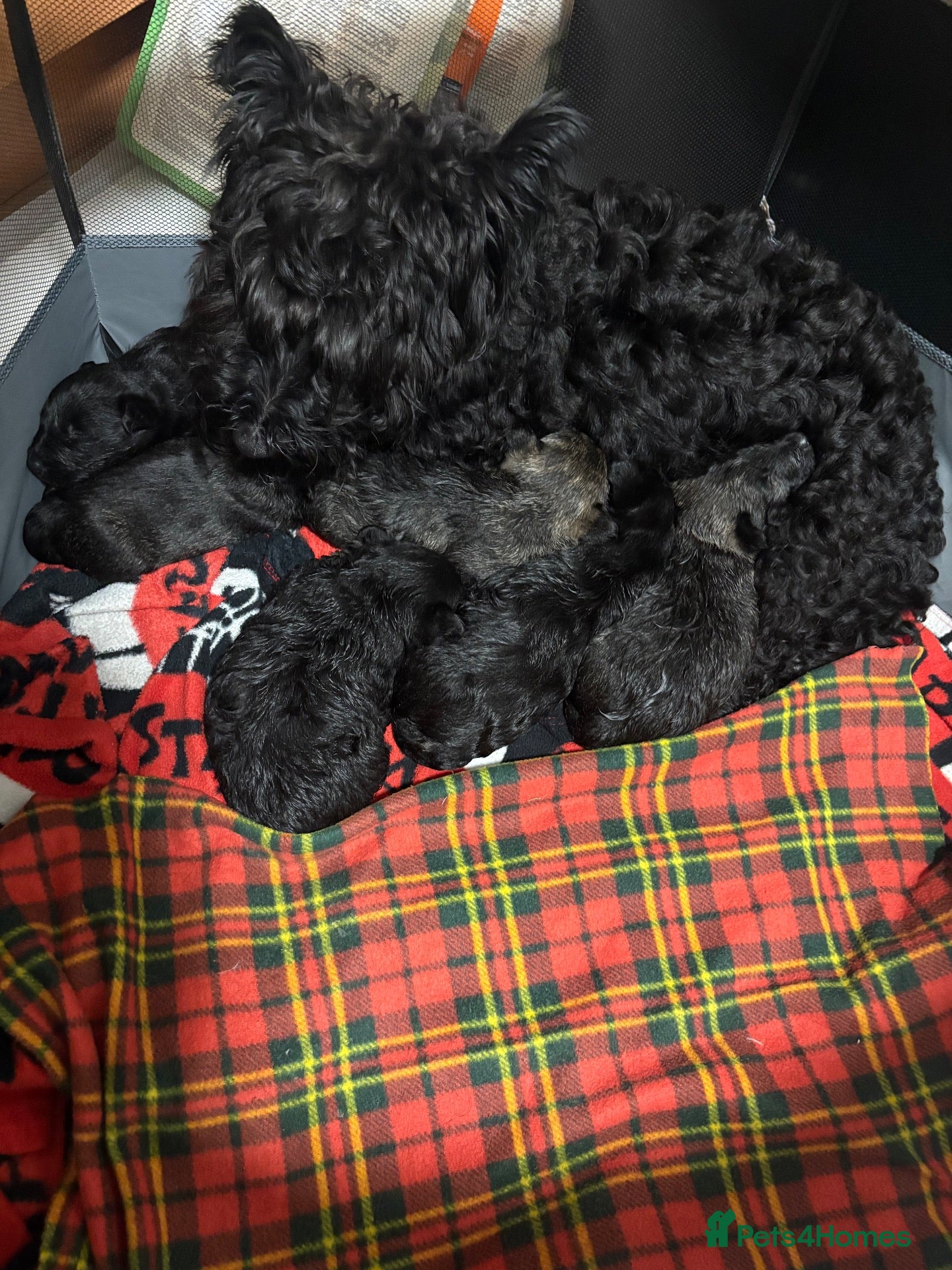 Scottish Terrier dogs Scottish terrier puppies for sale  - Advert 7