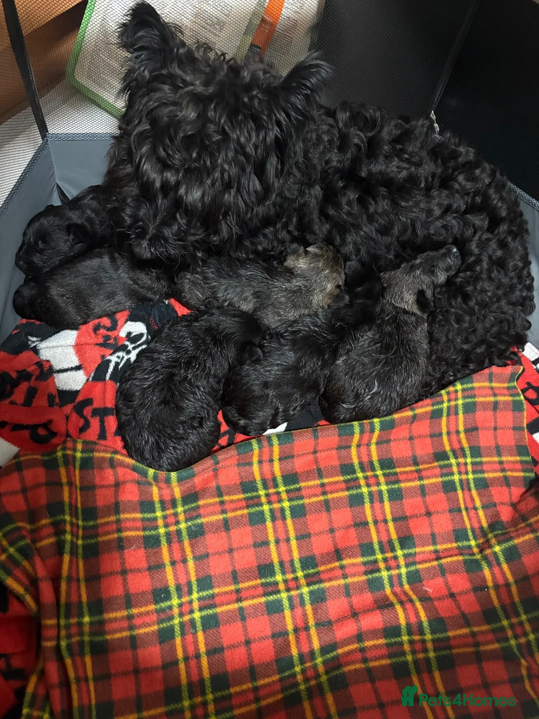 Scottish Terrier dogs for sale: Scottish terrier puppies for sale  - Advert 1