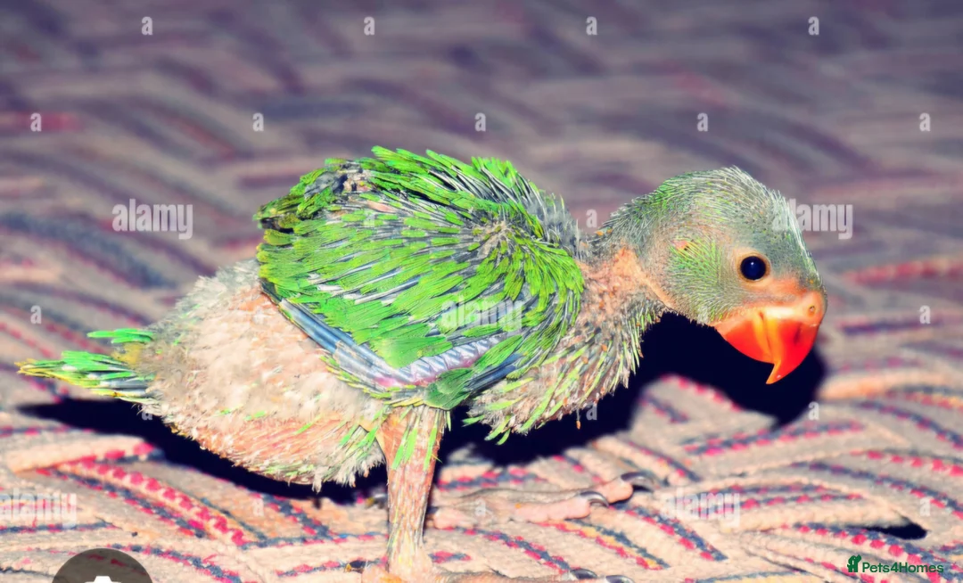 Ringnecks birds for sale: Wanted indian ringneck green parrot  - Advert 3