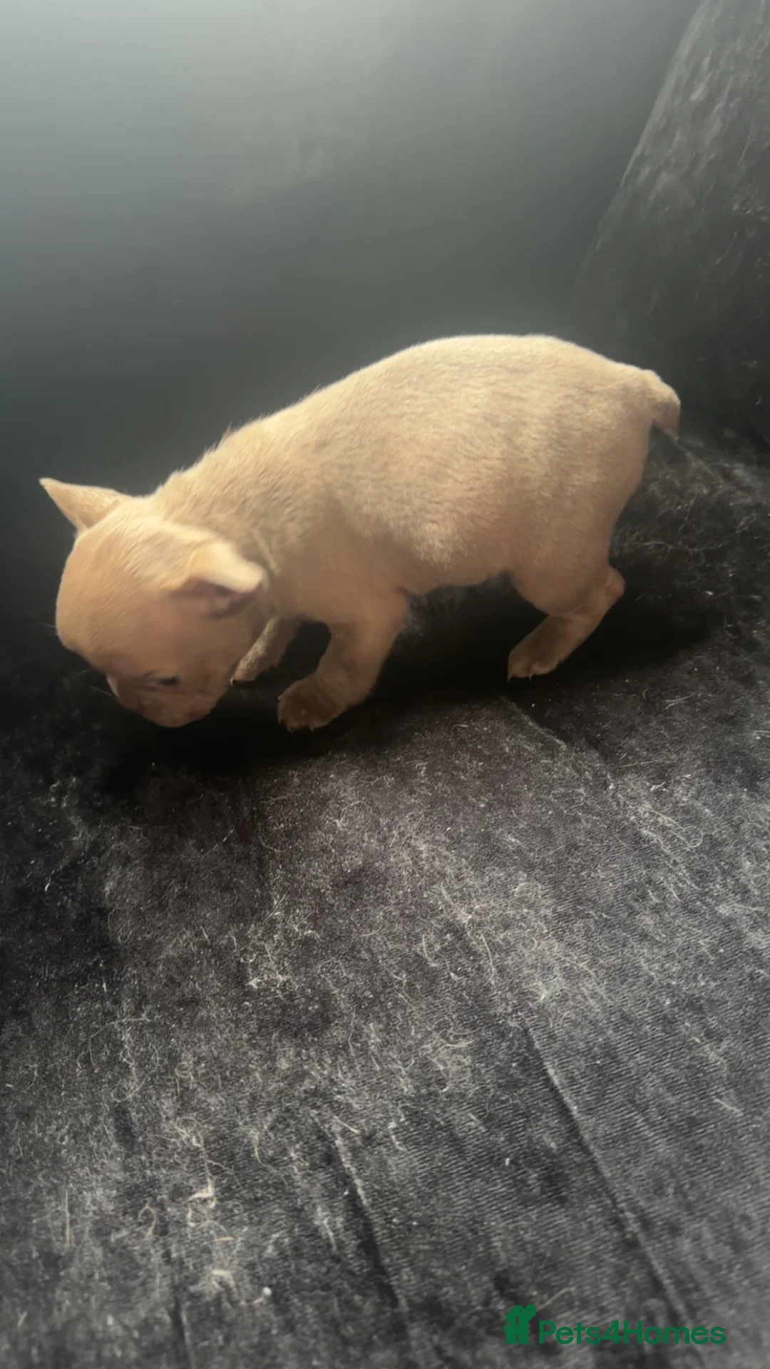 French Bulldog dogs for sale: French bulldog puppies in Leigh - Advert 2