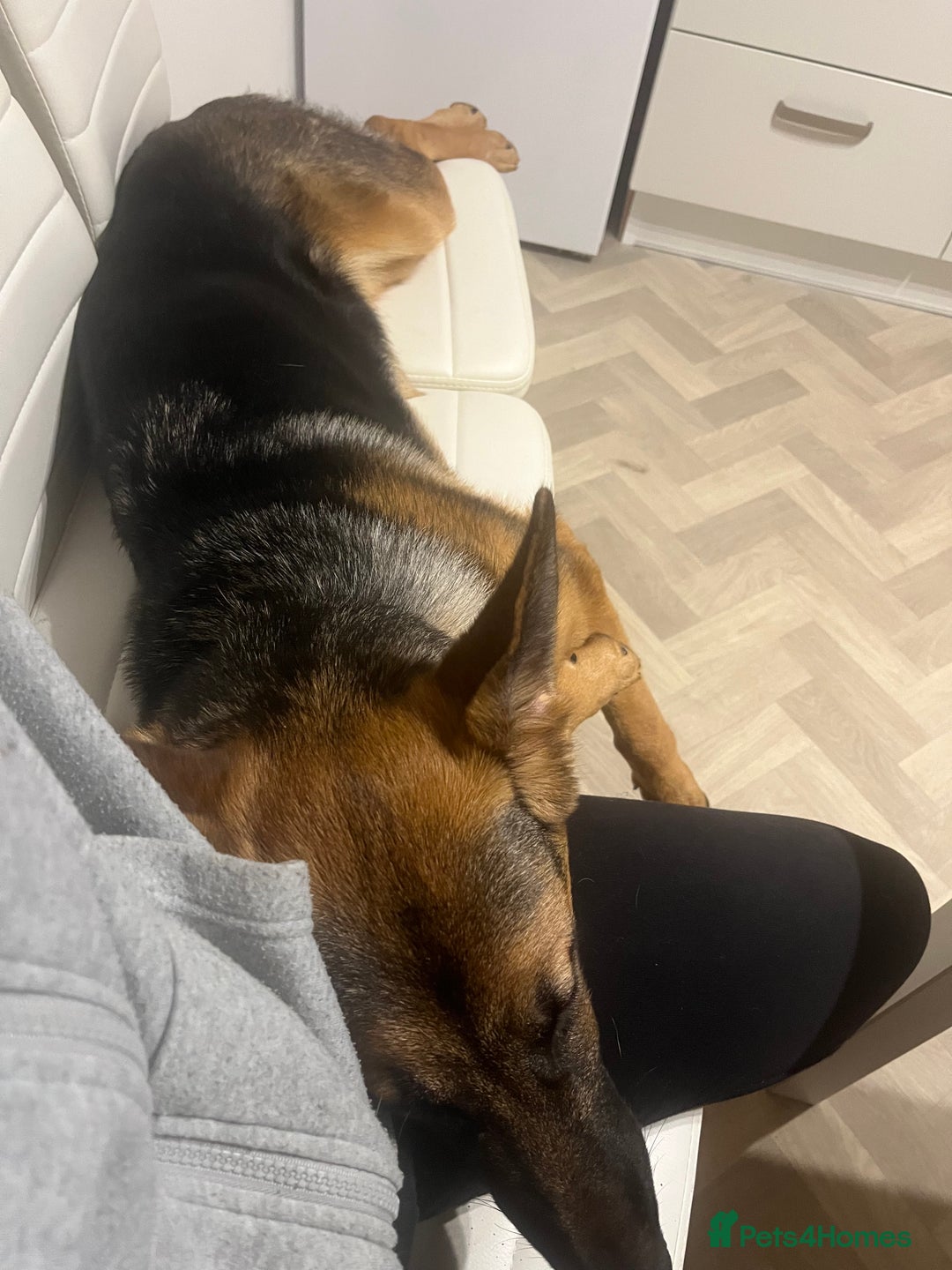 German Shepherd dogs for sale: The most beautiful even tempered short coat  - Advert 6