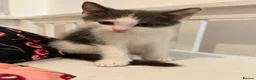 Mixed Breed cats for sale: Kittens - Advert 6