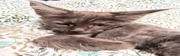 Maine Coon cats for sale: Gorgeous XL Russian line Maine Coon Kittens - Advert 25