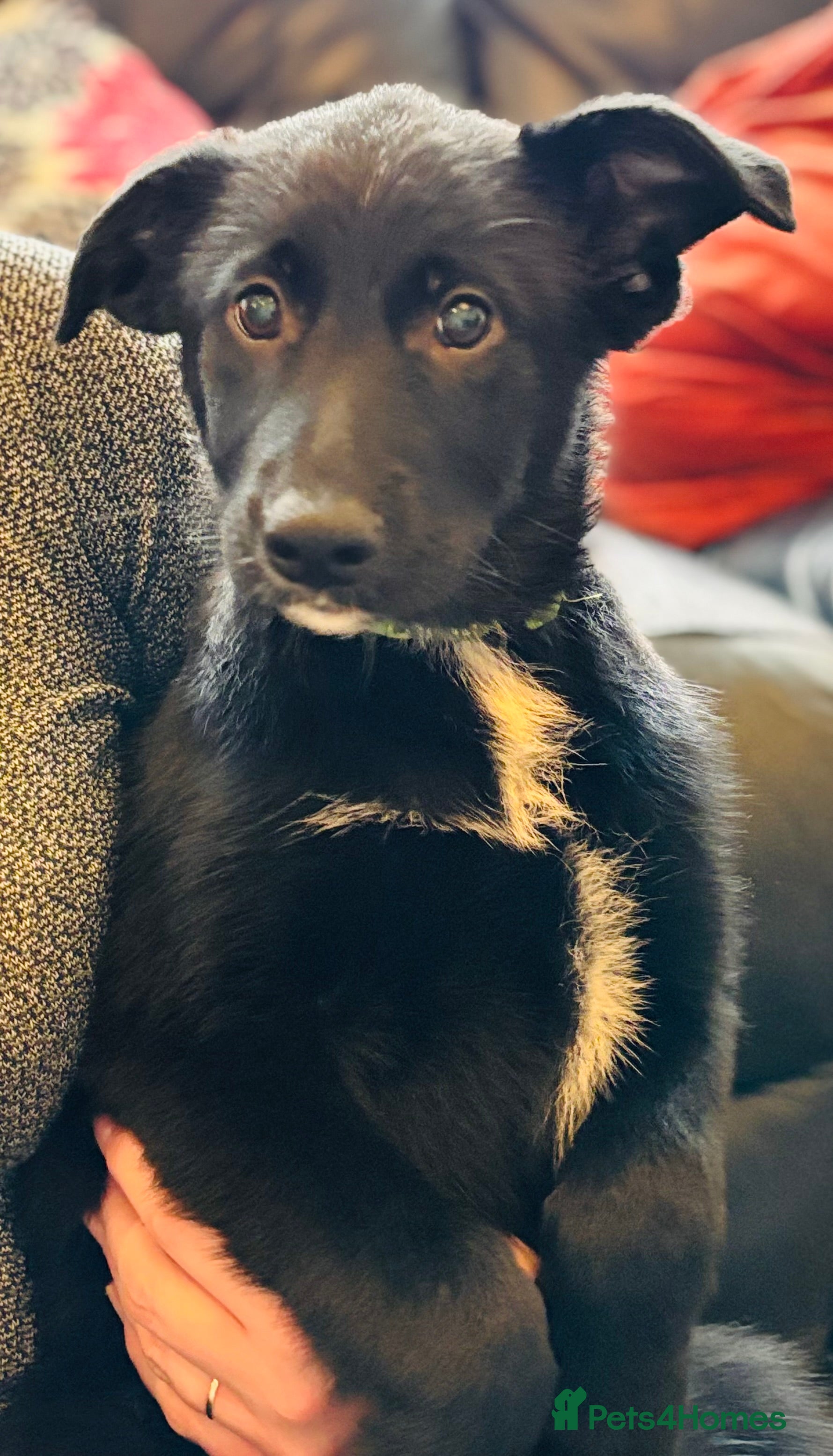 Mixed Breed dogs 🐾 Beautiful Shollie Pups - Ready Now 🐾 - Advert 2