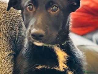 Mixed Breed dogs 🐾 Beautiful Shollie Pups - Ready Now 🐾 - Advert 2