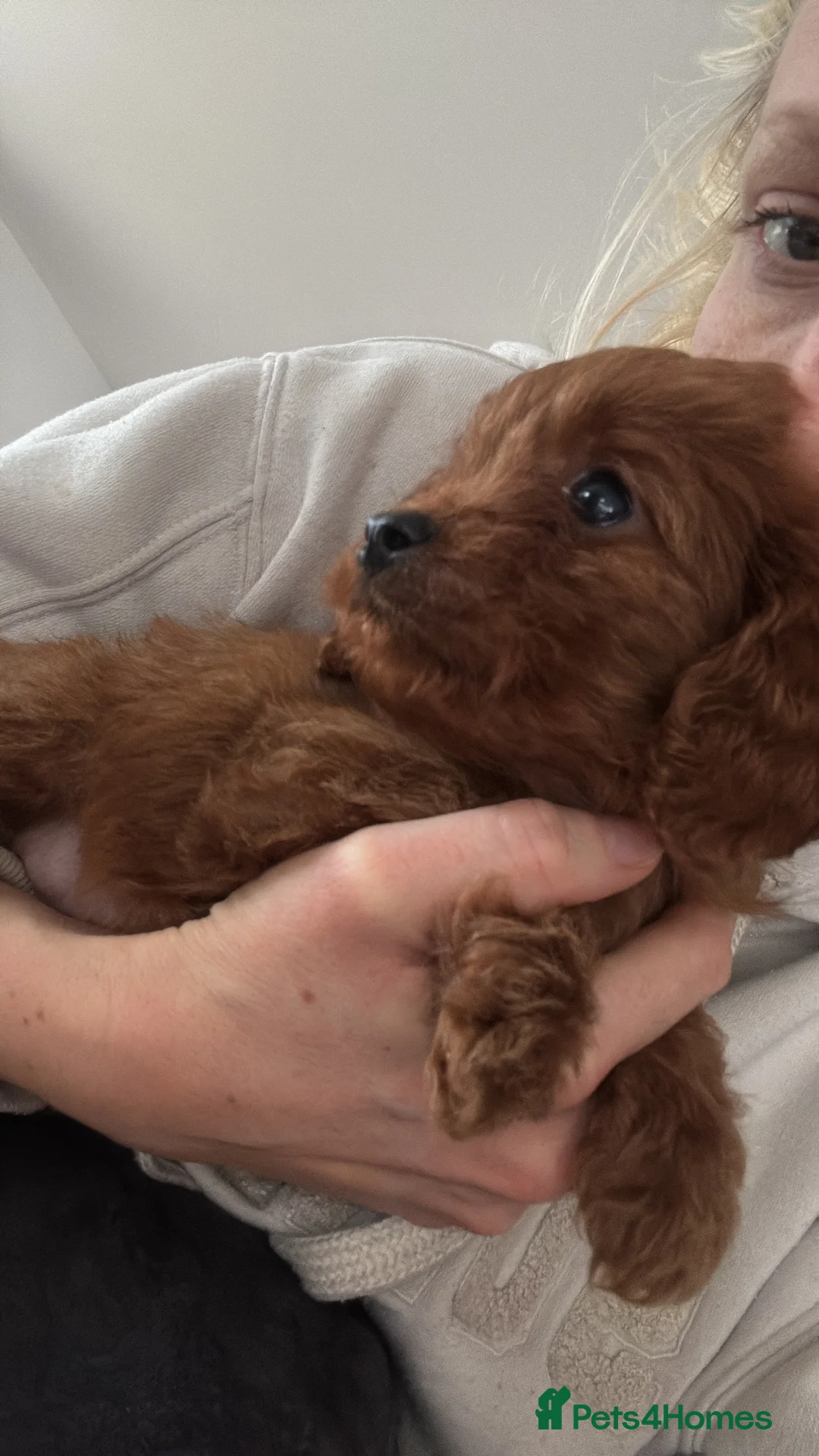 Cavapoo dogs for sale: Toy solid red Cavapoo’s ❤️ - Advert 4