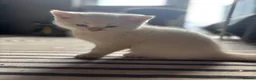 British Shorthair cats for sale: Ready to go! in Pontefract - Advert 15