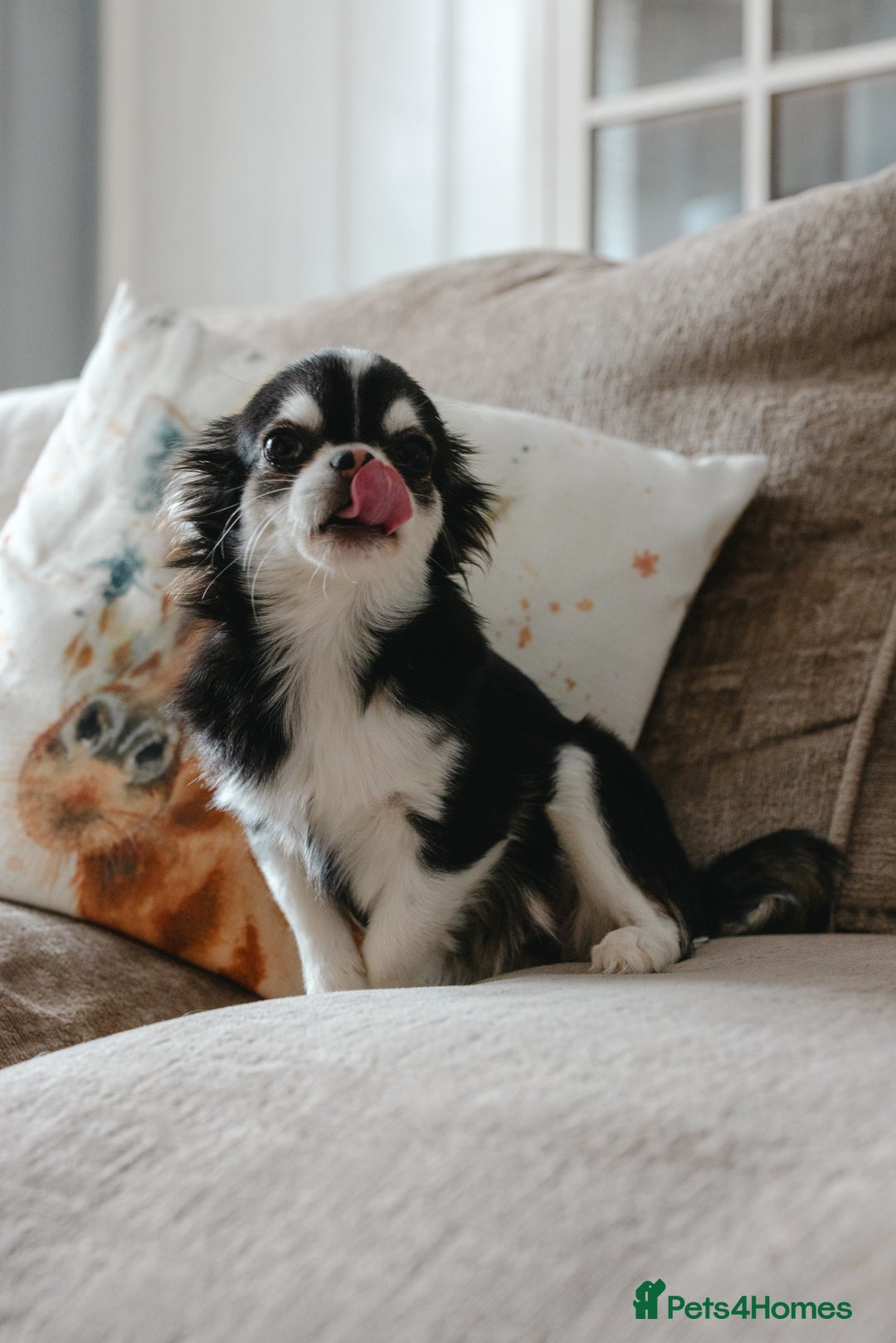 Chihuahua dogs for sale: Unique marking husky LC chihuahua girl  - Advert 6