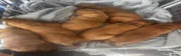 Labrador Retriever dogs for sale: Exceptional Dark Fox Red Labrador Retriever Puppy - Advert 4