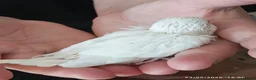 Budgerigars birds for sale: Baby Budgies boy and girl - Advert 10