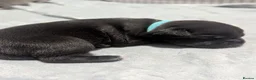 Staffordshire Bull Terrier dogs for sale: Kc blue Staffordshire bull terrier puppies  - Advert 7