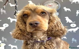 Cocker Spaniel dogs for stud: Serci import Chocolate sable show cocker stud - Image 2