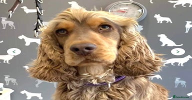 Cocker Spaniel dogs - Advert 15