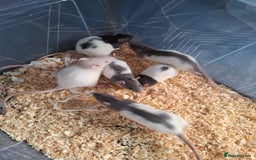 Rat rodents for sale: BABY RATS - Advert 1