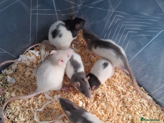 Rat rodents BABY RATS - Advert 1