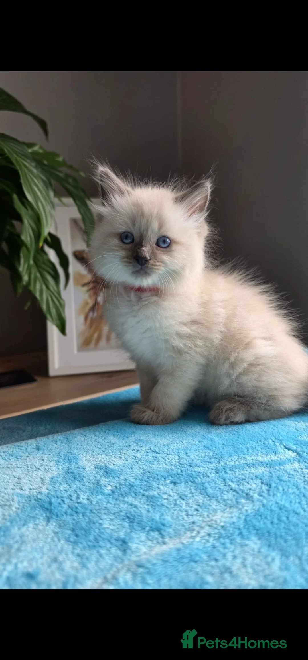 Ragdoll cats for sale: Ragdoll kittens   - Advert 1