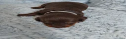 Dachshund dogs for sale: Bella - Advert 5