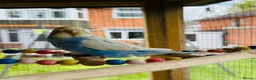 Budgerigars birds for sale: Budgie baby bird for 40 - Advert 2