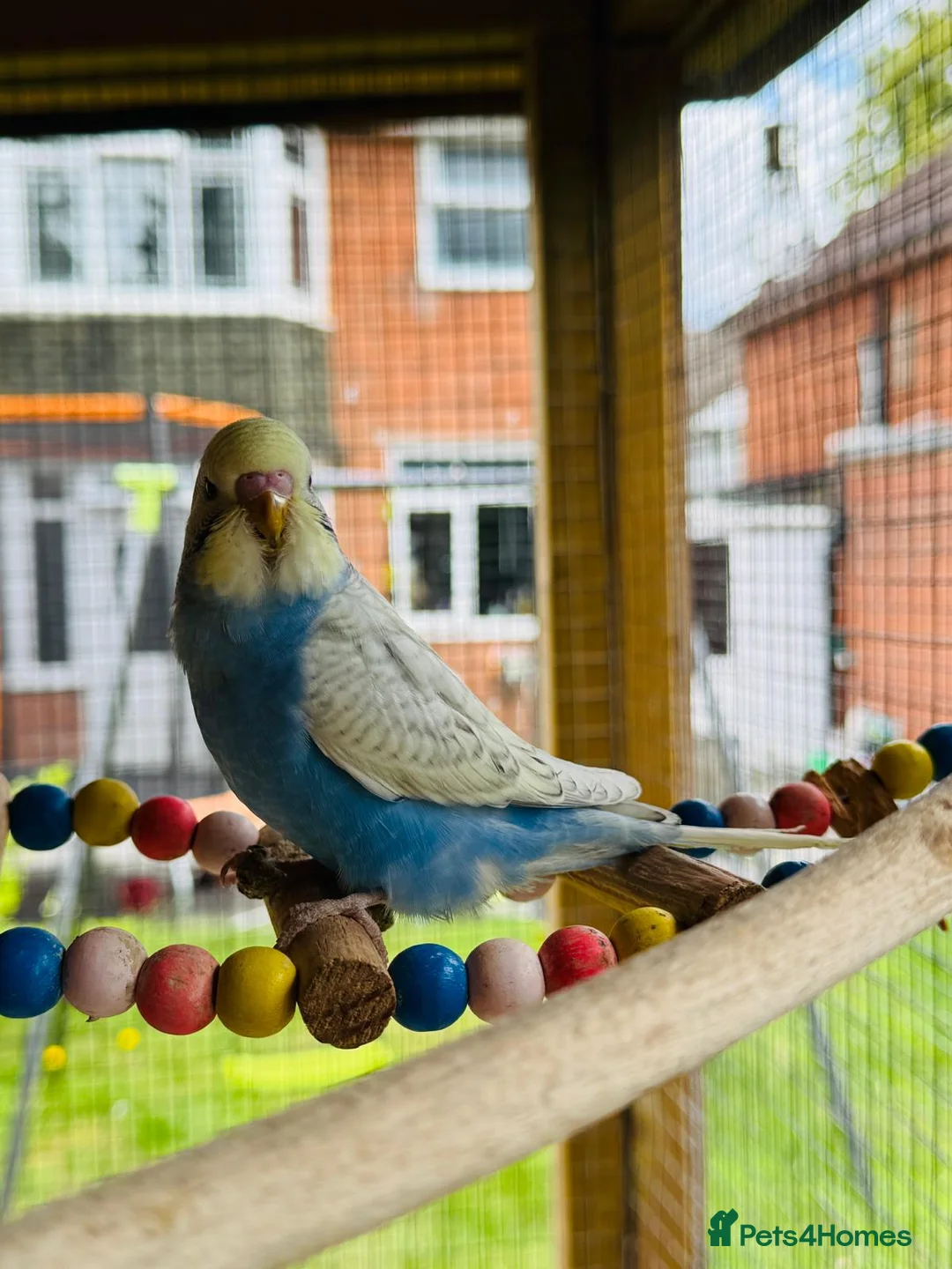 Budgerigars birds for sale: Budgie baby bird for 40 - Advert 2