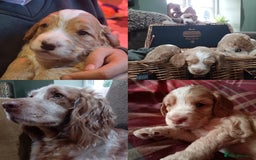 Cockapoo dogs for sale: F1B 5 STAR HEALTH CHECKED STUNNING COCKERPOOS  - Image 6
