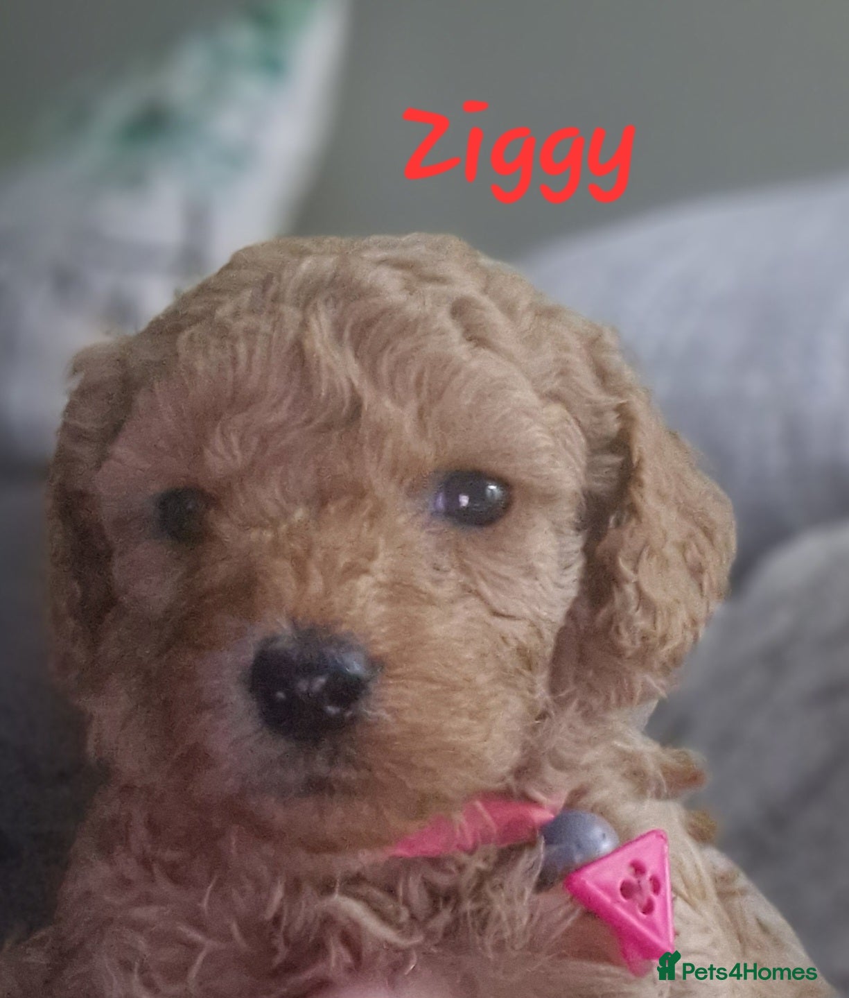 Cavapoo dogs Cavapoo's FB3 Fox red - Advert 13