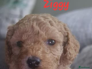 Cavapoo dogs Cavapoo's FB3 Fox red - Advert 7