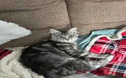 Maine Coon cats for sale: Active Maine Coon breeding queen - Image 1