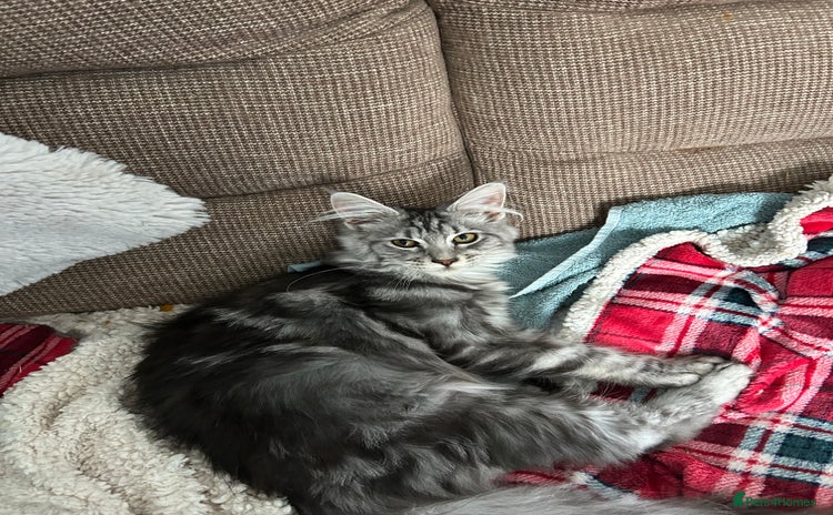 Maine Coon cats - Advert 1
