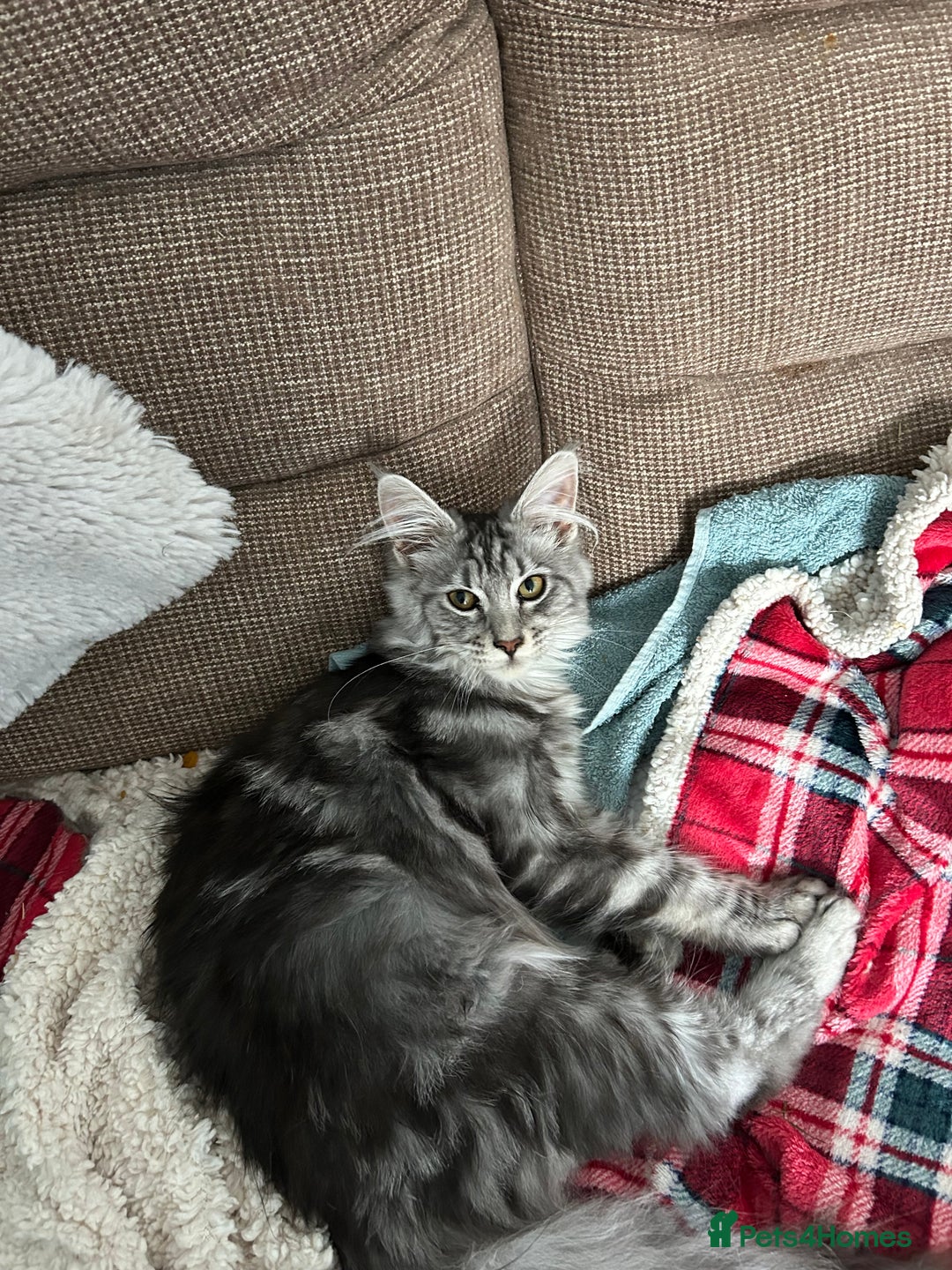 Maine Coon cats for sale: Active Maine Coon breeding queen - Image 1