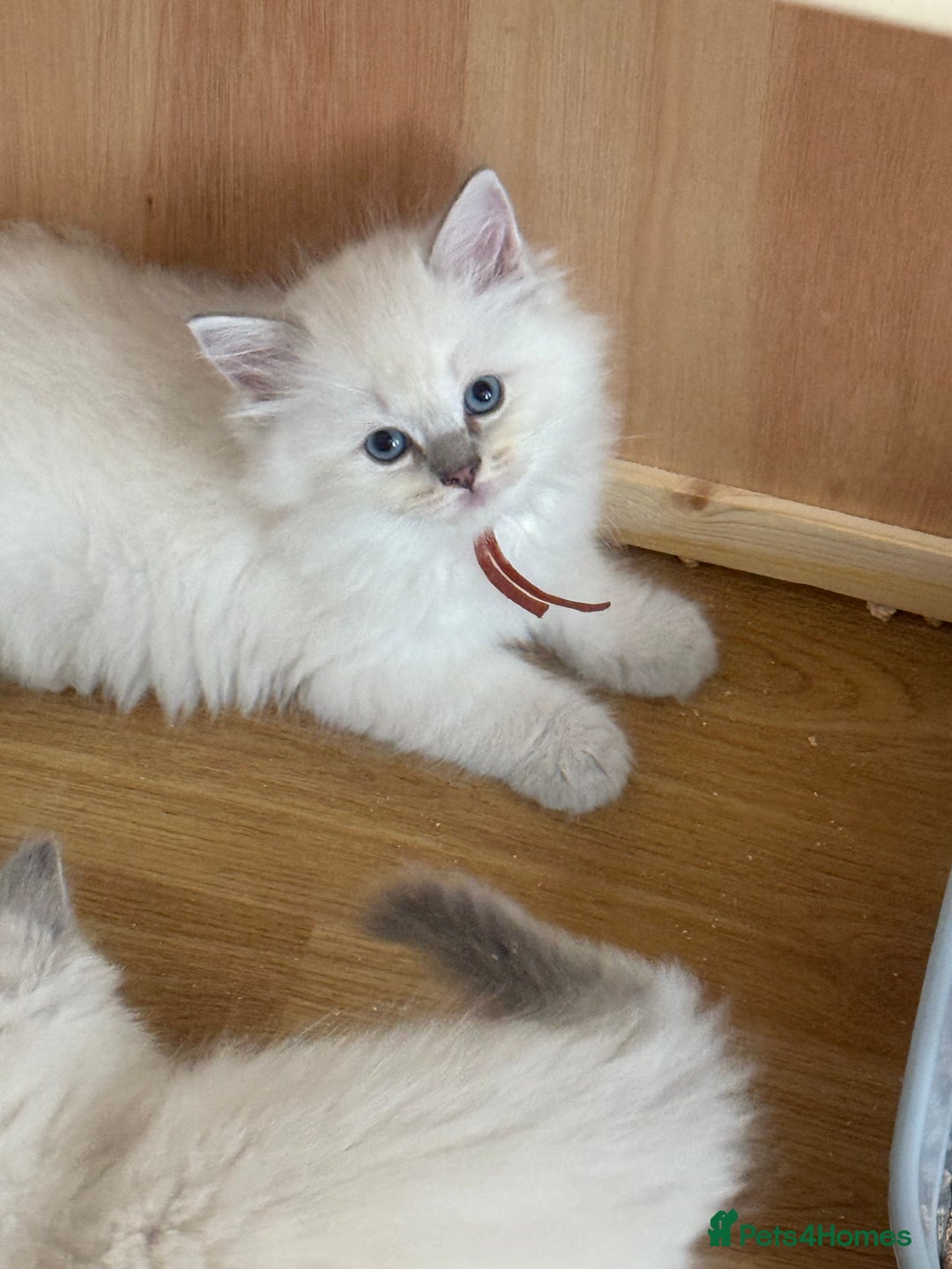 Ragdoll cats for sale: Gccf registered ragdoll kittens  - Image 28