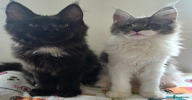 Maine Coon cats - Advert 7