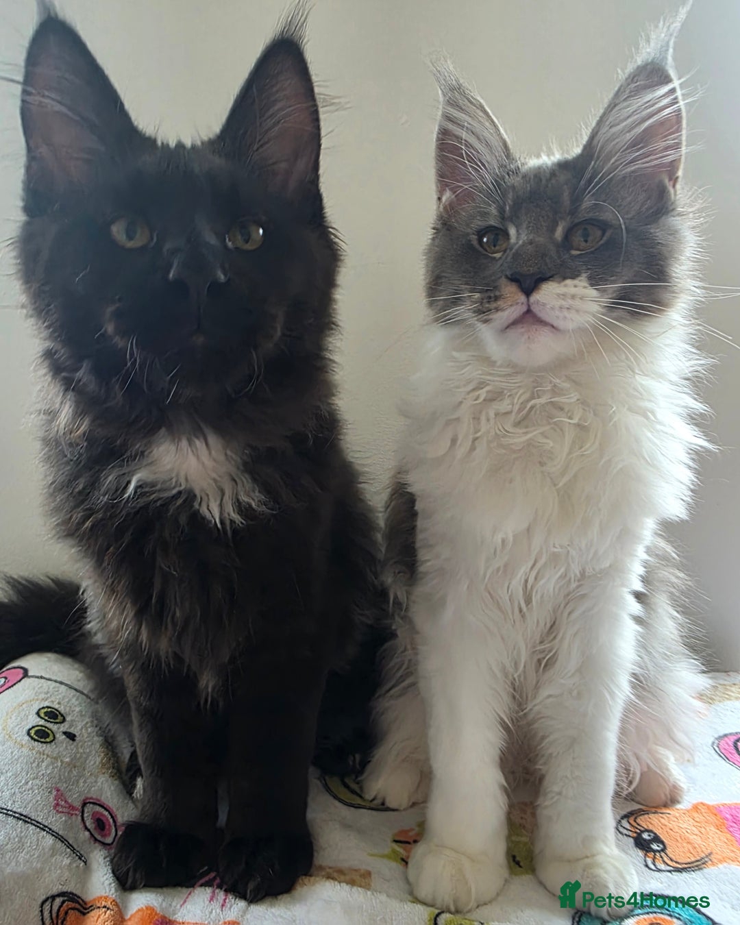 Maine Coon cats for sale: Pedigree MaineCoon Kitten/TICA  - Image 2