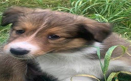 Mixed Breed dogs for sale: Welsh sheepdog/collie cross  - Image 2
