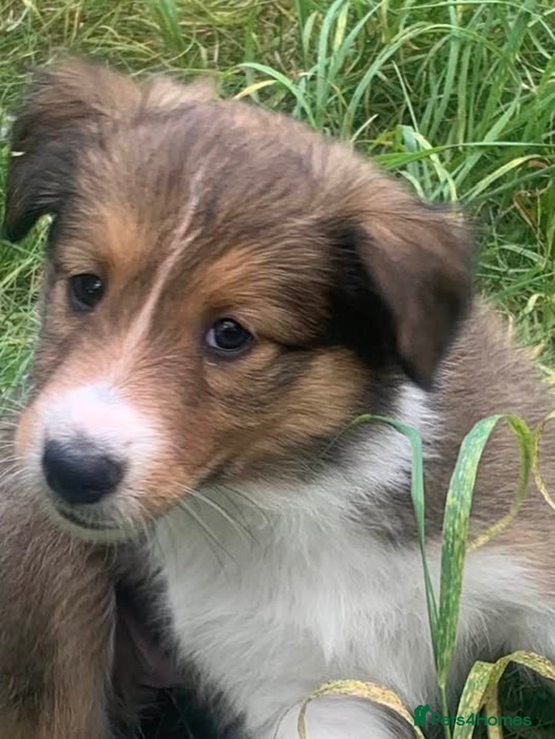 Mixed Breed dogs for sale: Welsh sheepdog/collie cross  - Image 2