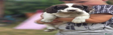 Mixed Breed 2